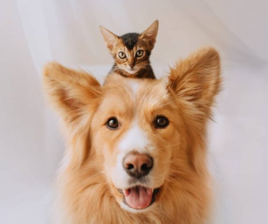 happy mixed breed dog portrait with a kitten on his head